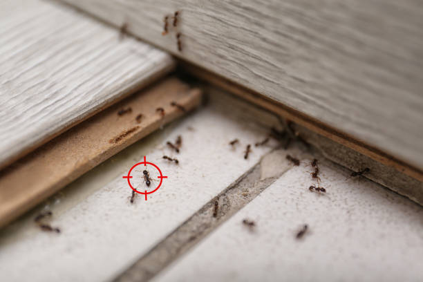 Best Pest Prevention Services  in Ashburn, GA