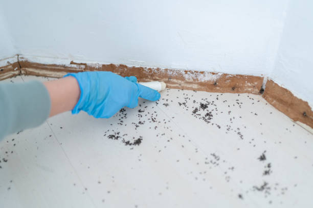 Best Spider Control Near Me  in Ashburn, GA